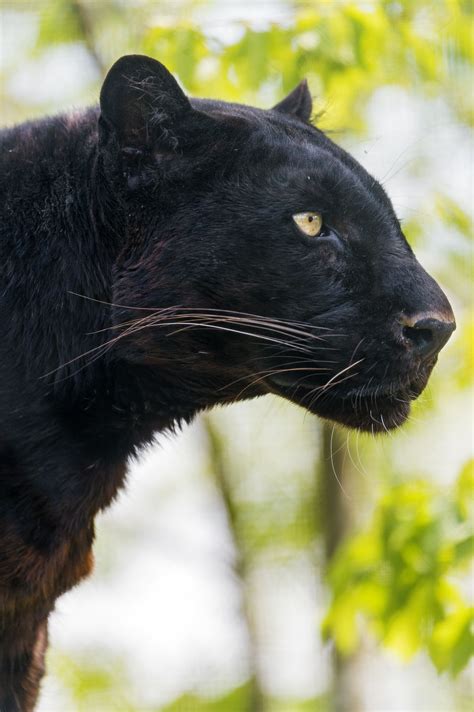 Profile Of Blacky Animals Beautiful Panther Cat Black Animals
