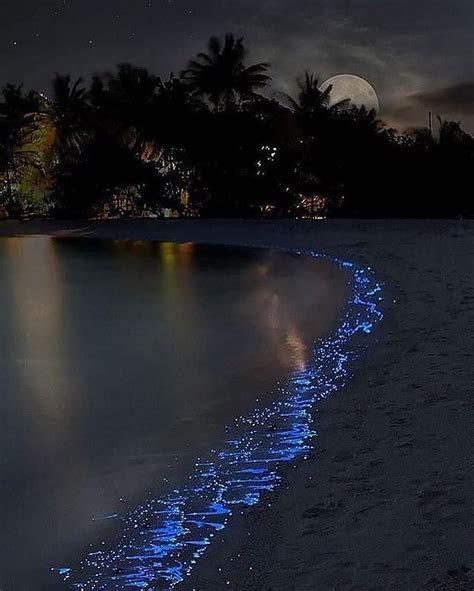 Tag Who Youd Go Here With Bioluminescent Phytoplankton In Phuket