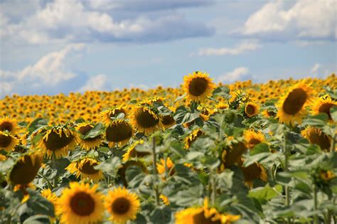 2560x1440 Wallpaper Yellow Sunflower Field Peakpx