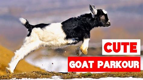 Greatest Baby Goat Jumping And Parkour Compilation Youtube