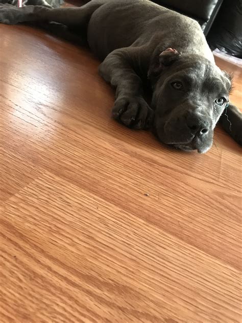 Cane Corso For Sale In Maryland Baltimore 65624 Petzdaddy