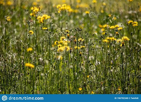 View Of Wild Yellow Flowers In A Meadow Stock Photo Image Of Flowers