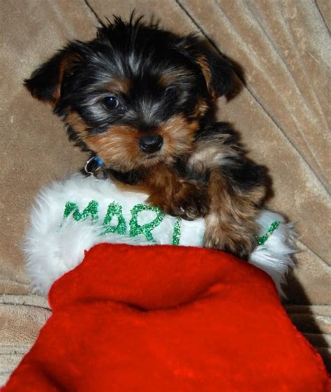 Dogs all motors for sale property jobs services community pets. Morkie Puppies For Sale | Cleveland, OH #79745 | Petzlover