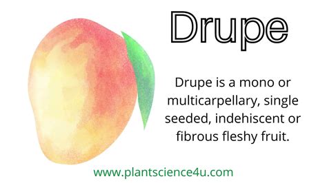 what is a drupe examples of drupe fruits youtube