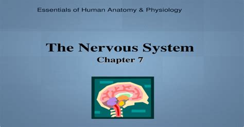 Essentials Of Human Anatomy And Physiology The Nervous System Chapter 7