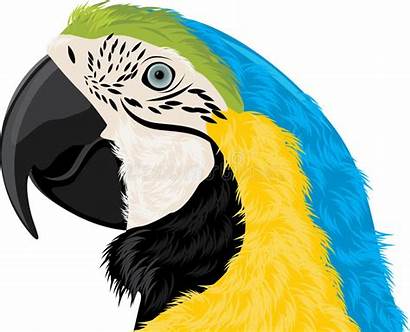 Parrot Head Clipart Clip Illustration Vector Illustrations