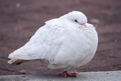 A Beautiful White Pigeon On The Ground Stock Image Image Of Doves