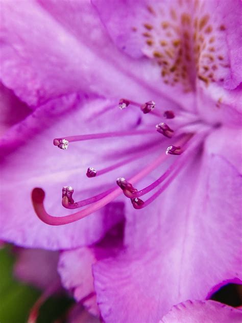 Download Zoomed In Flower Purple Iphone Wallpaper