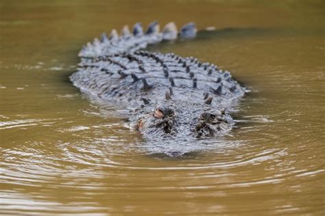 Saltwater Crocodile Guide Diet And Where They Live In The Wild