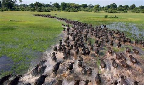 25 Stunning Moments Of Animal Migration Nature Babamail