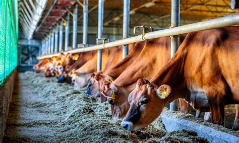 Animal Feed Food Standards Agency at Wayne Hansen blog