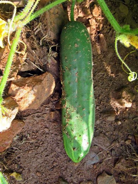 Results Of The Sow True Seed Cucumber Reporting Large Blind Pig And