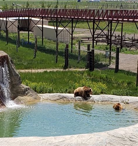 The Wild Animal Sanctuary Reviews And Ratings Keenesburg Co Donate