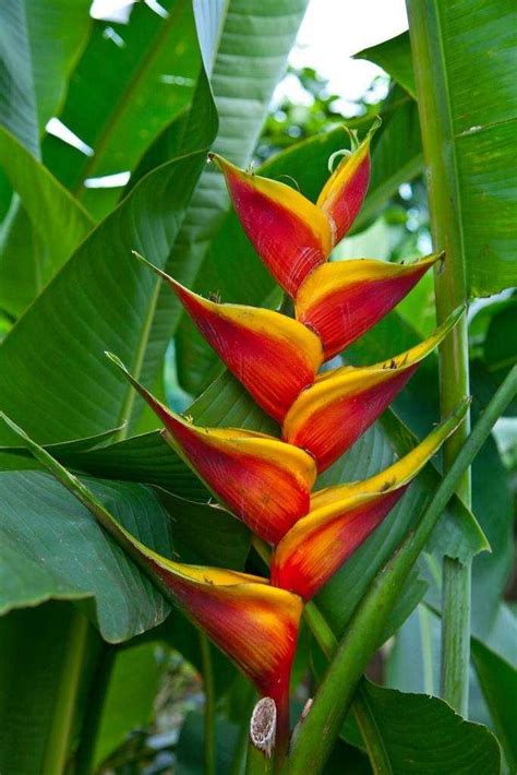Use them in commercial designs under lifetime, perpetual. Costa Rica. | Flores exóticas, Heliconias, Plantas tropicales