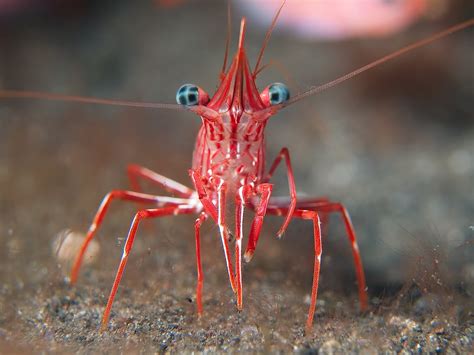 Rhynchocinetes Durbanensis Also Known As The Durban Dancing Shrimp And Peppermint Hinge Back