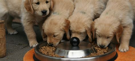 Choose from over 10.000 products! 5 Best Puppy Foods in the UK for 2020 | Dog Desires