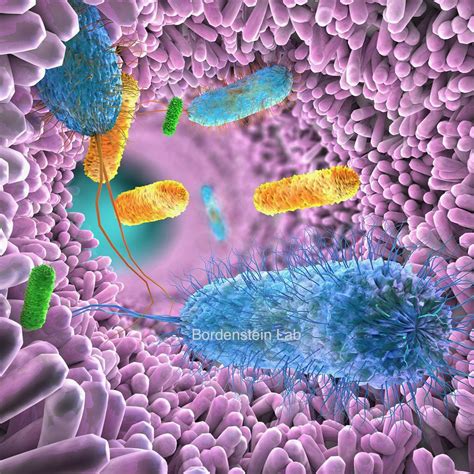 Gut Microbiome Differs Among Ethnicities Researchers Find