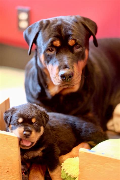 Beautiful Momma And Baby Rottweiler Puppies Rottweiler