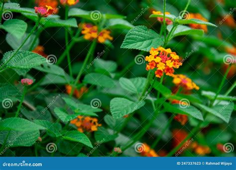 Beautiful Yellow Lantana Camara Flowers In Garden Stock Image Image