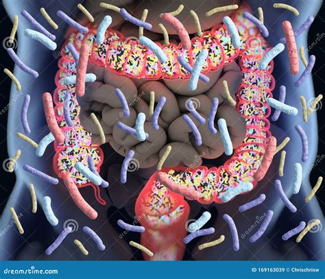 Gut Bacteria Microbiome Bacteria Inside The Large Intestine Concept