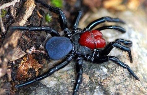 Si una araña violinista sería una verdadera violinista tendría que ser un artista musical sordo igual que beethoven. Counting Stars: Aranhas - Você Sabia?