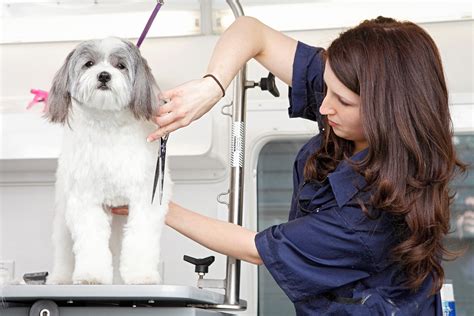 How To Prepare Your Puppy For The Groomer Woofies Pet Sitters Dog