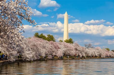 Premium Photo Cherry Blossom Festival In Washington Dc In Usa