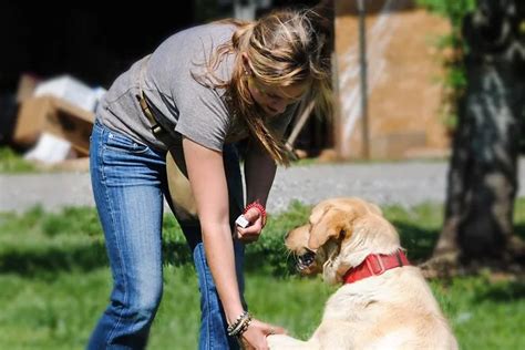 Master Dog Trainer School School For Dog Trainers