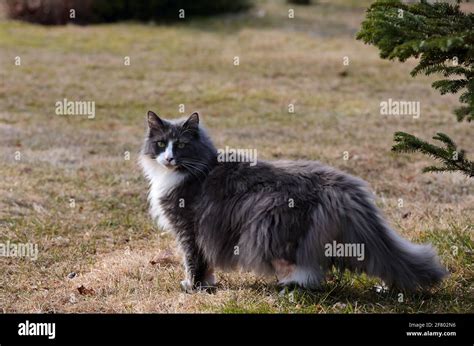 A Norwegian Forest Cat Female Standing Outdoors In Springlike Light
