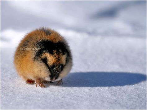 a lemming! i had no idea they were so adorable! | Animals, Arctic
