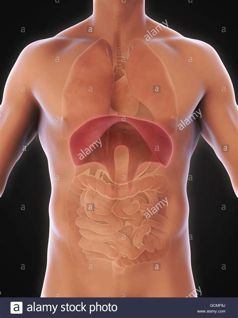 Respiratory System Diagram High Resolution Stock Photography And Images