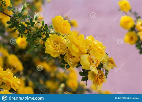 Yellow Wild Rose Bush In Bloom Stock Photo Image Of Gardening