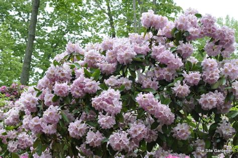 Please check with your local extension office for more information, because where you live can affect how and when you grow plants. Rhododendron Chesterland - The Site Gardener