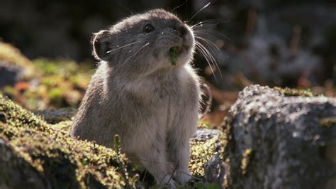 Collared Pika Prepares For Winter Wild Alaska The Kid Should See This