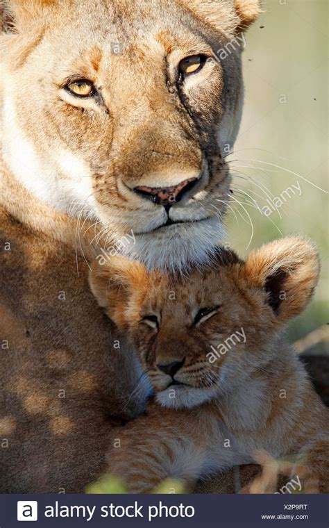 Lion Mother And Cub Stock Photos And Lion Mother And Cub Stock Images Alamy