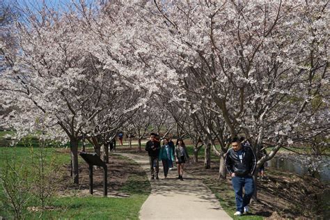 Best Time To See Cherry Blossom In Illinois 2024 When To See Roveme