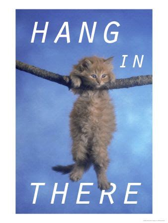 Check spelling or type a new query. Hang in there (kitten) | Hang in there, baby, Hang in ...