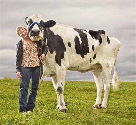 Worlds Tallest Cow At 6 4 Has Died But Record Remains Outdoors