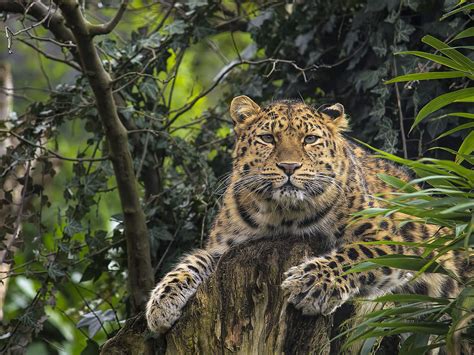 Amur Leoparden Im Wwf Artenlexikon Zahlen And Fakten