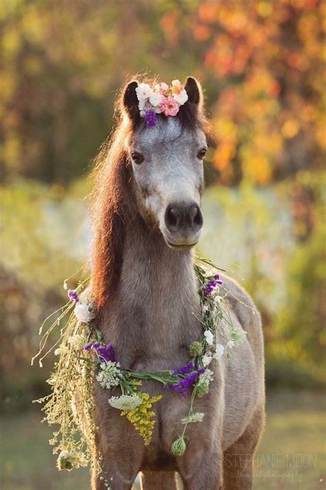 Who Doesnt Love Rose Grey Horses In Flower Crowns All The Pretty