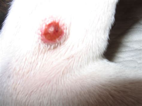 My Dog Keeps Licking A Swolen Red Lump On His Paw Hirammcintires Blog