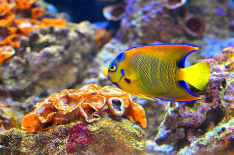 Colorful Tropical Fish At Ca Academy Of Sciences In Sf Flickr