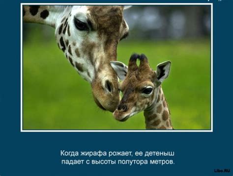 Интересные факты о животных в картинках - mmodnaya.ru