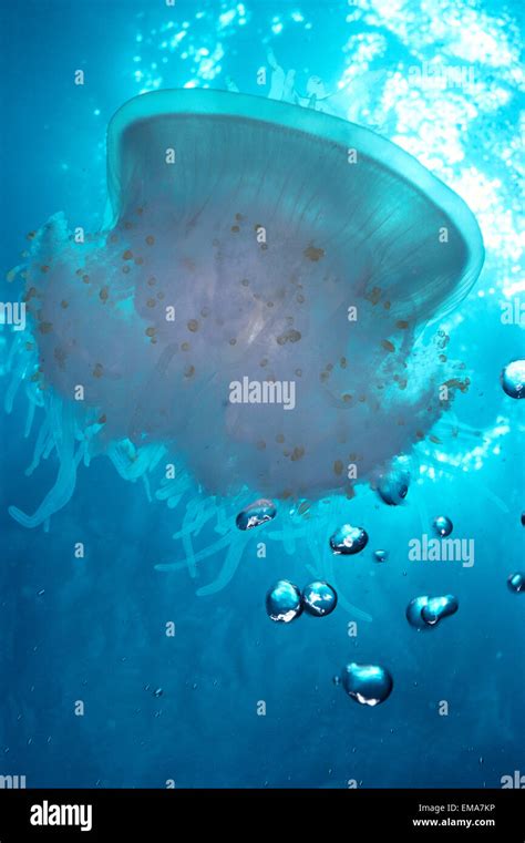 Hawaii Jellyfish In Turquoise Water Air Bubbles Sunburst Cephea