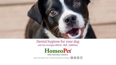 Dental Hygiene For Your Dog Youtube