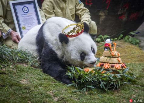 Worlds Oldest Panda Dies Aged 37 China Plus