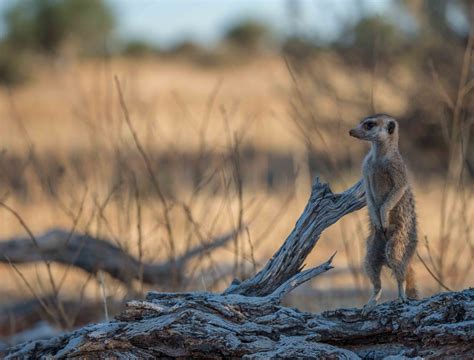 A Kalahari Desert Special Meerkat Wonderland At Tswalu Completely