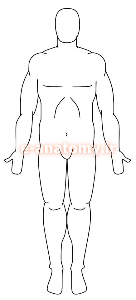These diagrams help you learn the basics and understand the human body better. 1 - ویکی آناتومی