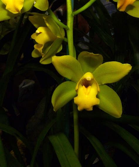 Hoa Phong Lan Vi T Vietnam Orchids About Cymbidium Orchids Only Hoa Lan Hoa P Hoa