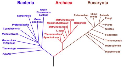 Maybe you would like to learn more about one of these? Prokaryotic Organisms (Archaea & Bacteria) AND some ...